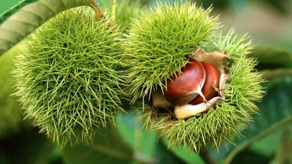 castanha portuguesa na natureza
