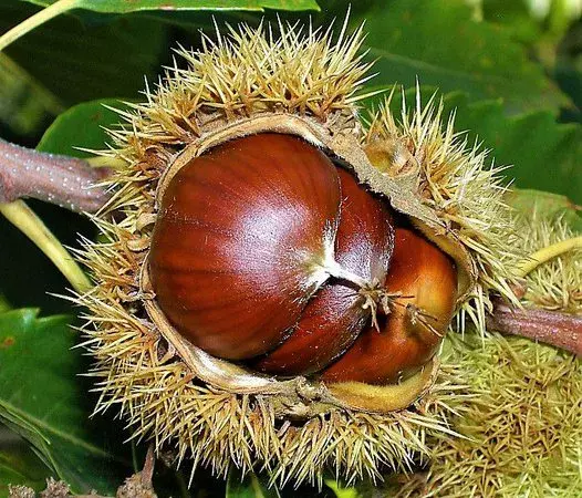 castanha portuguesa aberta